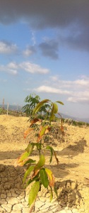 Haiti blog pic